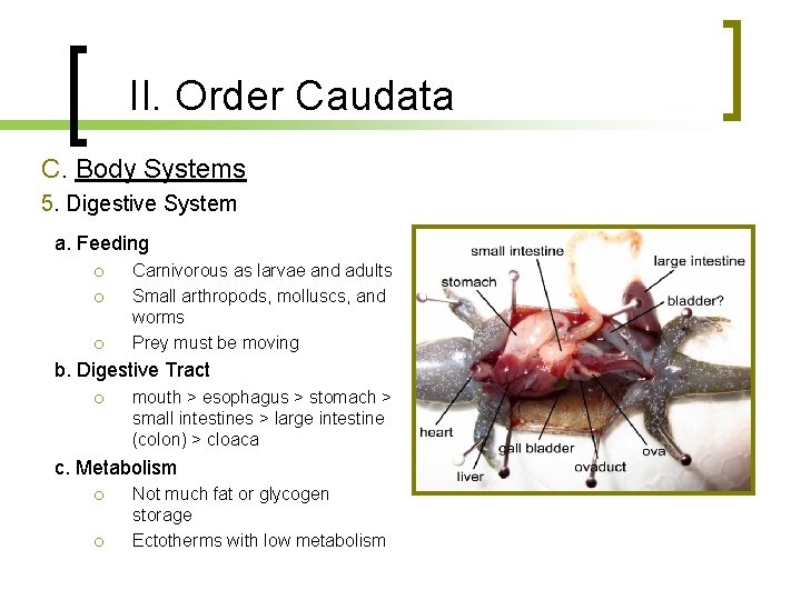 II. Order Caudata C. Body Systems 5. Digestive System a. Feeding Carnivorous as larvae