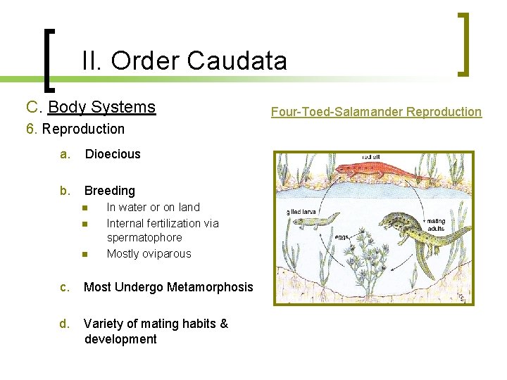 II. Order Caudata C. Body Systems 6. Reproduction a. Dioecious b. Breeding n n