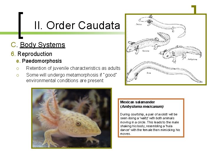 II. Order Caudata C. Body Systems 6. Reproduction e. Paedomorphosis Retention of juvenile characteristics