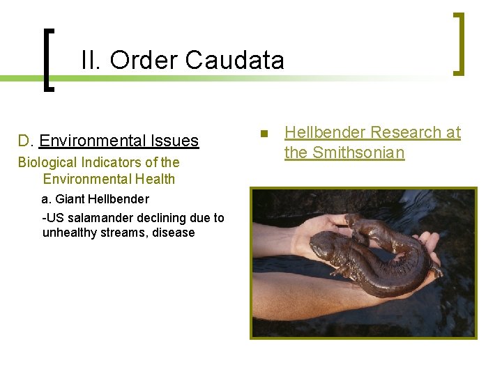 II. Order Caudata D. Environmental Issues Biological Indicators of the Environmental Health a. Giant