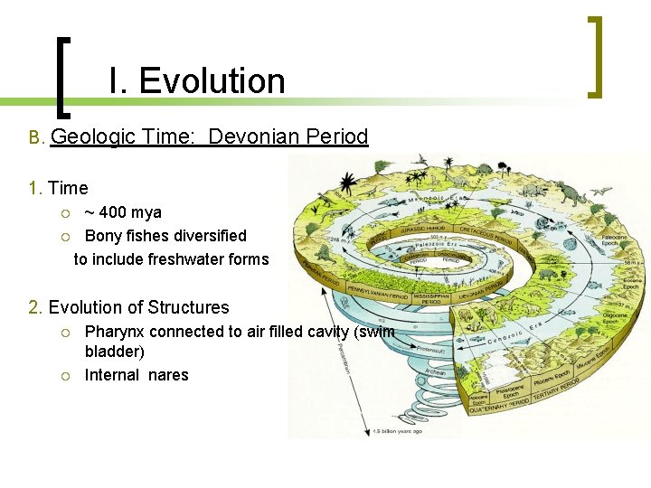 I. Evolution B. Geologic Time: Devonian Period 1. Time ~ 400 mya Bony fishes