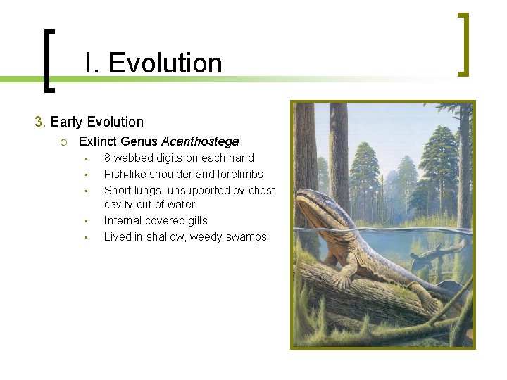 I. Evolution 3. Early Evolution Extinct Genus Acanthostega • • • 8 webbed digits