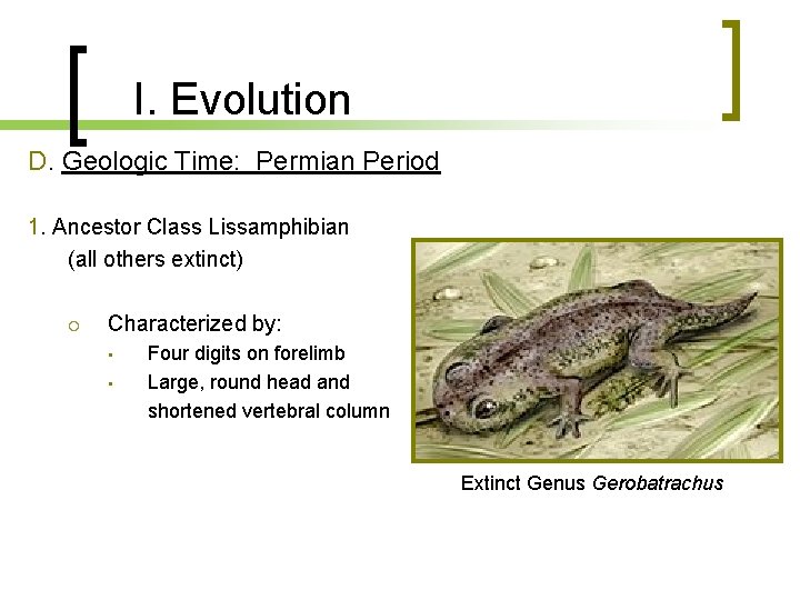 I. Evolution D. Geologic Time: Permian Period 1. Ancestor Class Lissamphibian (all others extinct)