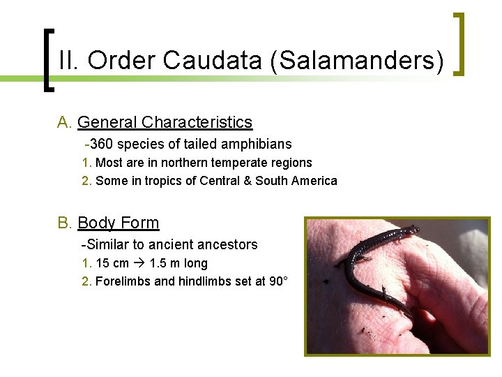 II. Order Caudata (Salamanders) A. General Characteristics -360 species of tailed amphibians 1. Most II. Order Caudata (Salamanders) A. General Characteristics -360 species of tailed amphibians 1. Most