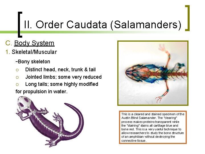 II. Order Caudata (Salamanders) C. Body System 1. Skeletal/Muscular -Bony skeleton Distinct head, neck,