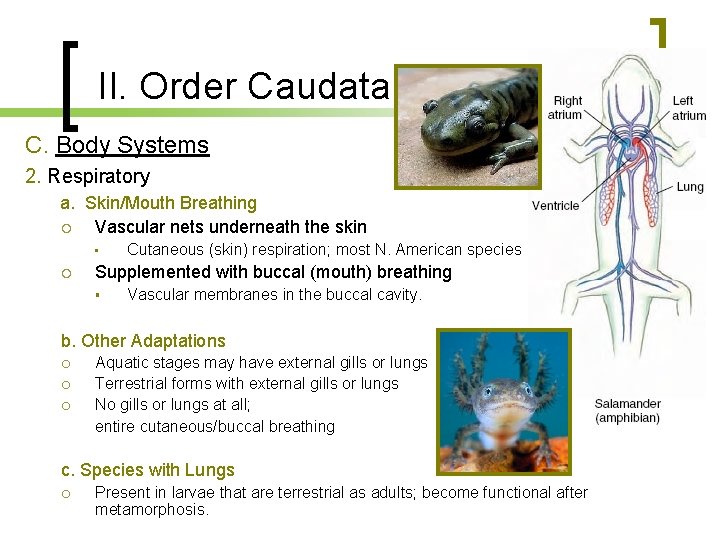 II. Order Caudata C. Body Systems 2. Respiratory a. Skin/Mouth Breathing Vascular nets underneath
