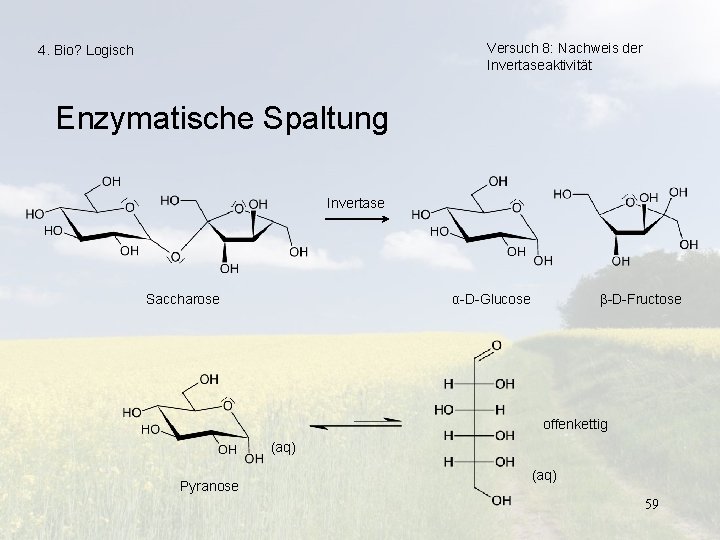 Versuch 8: Nachweis der Invertaseaktivität 4. Bio? Logisch Enzymatische Spaltung Invertase Saccharose α-D-Glucose β-D-Fructose
