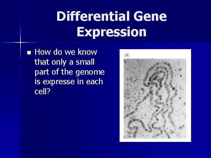 Differential Gene Expression n How do we know that only a small part of
