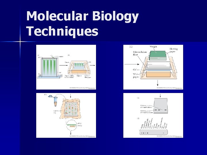 Molecular Biology Techniques 