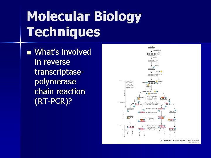 Molecular Biology Techniques n What’s involved in reverse transcriptasepolymerase chain reaction (RT-PCR)? 