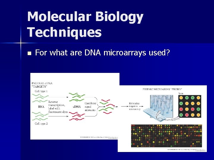 Molecular Biology Techniques n For what are DNA microarrays used? 