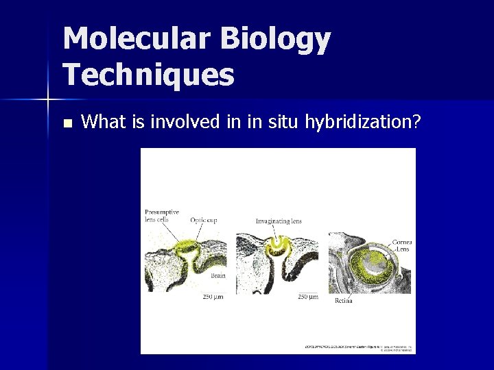 Molecular Biology Techniques n What is involved in in situ hybridization? 