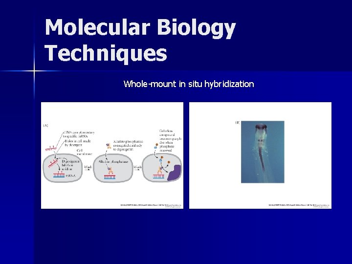 Molecular Biology Techniques Whole-mount in situ hybridization 