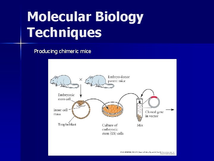 Molecular Biology Techniques Producing chimeric mice 