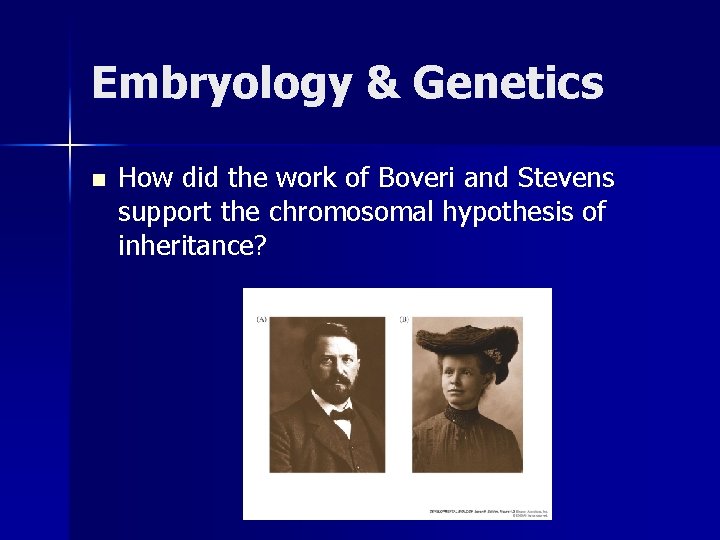 Embryology & Genetics n How did the work of Boveri and Stevens support the