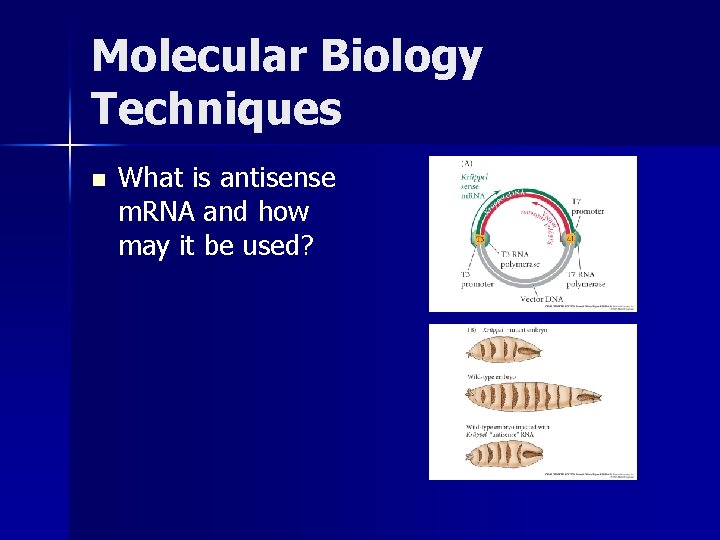 Molecular Biology Techniques n What is antisense m. RNA and how may it be