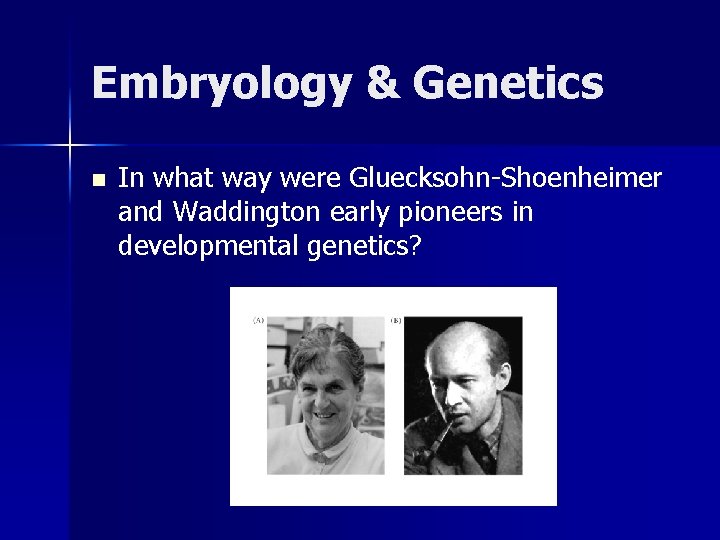 Embryology & Genetics n In what way were Gluecksohn-Shoenheimer and Waddington early pioneers in