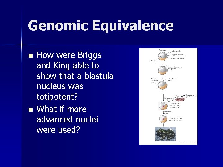 Genomic Equivalence n n How were Briggs and King able to show that a
