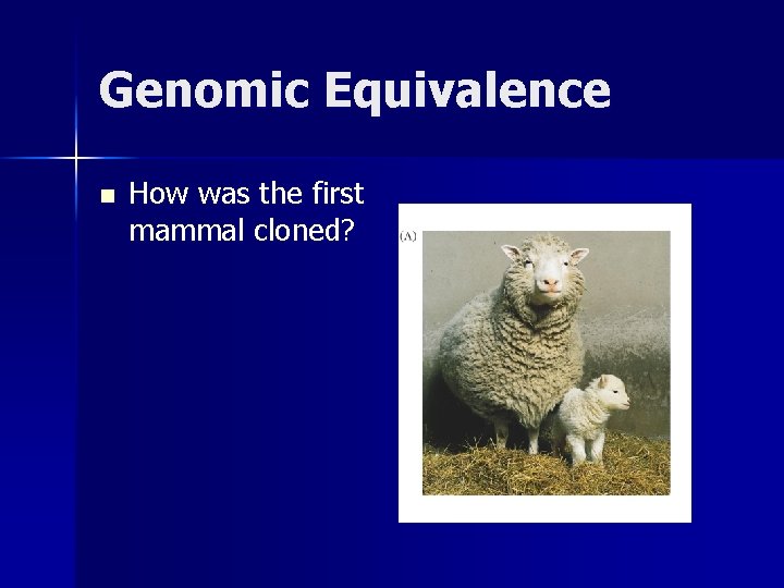 Genomic Equivalence n How was the first mammal cloned? 