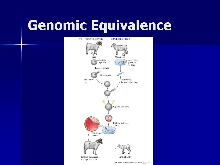 Genomic Equivalence 