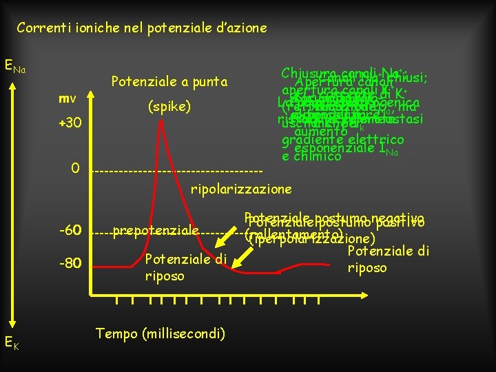 Correnti ioniche nel potenziale d’azione ENa mv +30 Potenziale a punta (spike) 0 +;