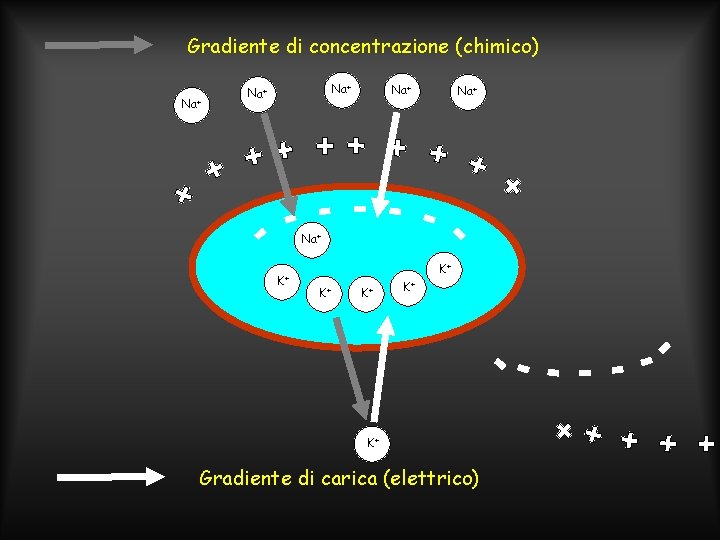 Gradiente di concentrazione (chimico) Na+ Na+ Na+ K+ K+ K+ Gradiente di carica (elettrico)