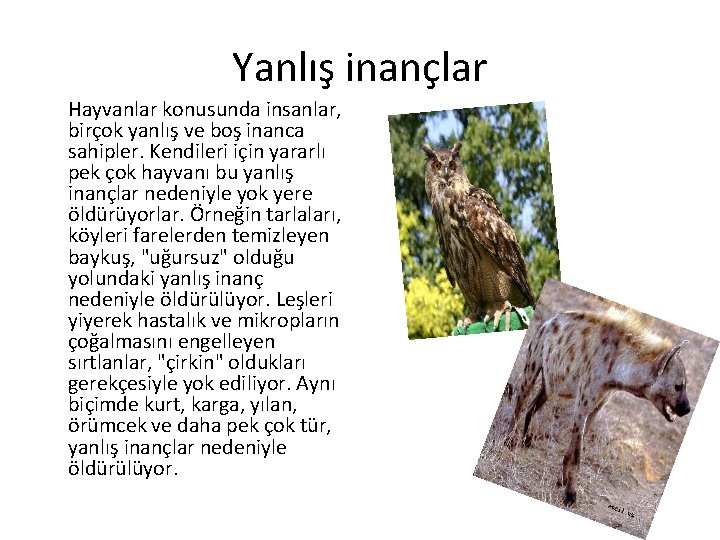 Yanlış inançlar Hayvanlar konusunda insanlar, birçok yanlış ve boş inanca sahipler. Kendileri için yararlı