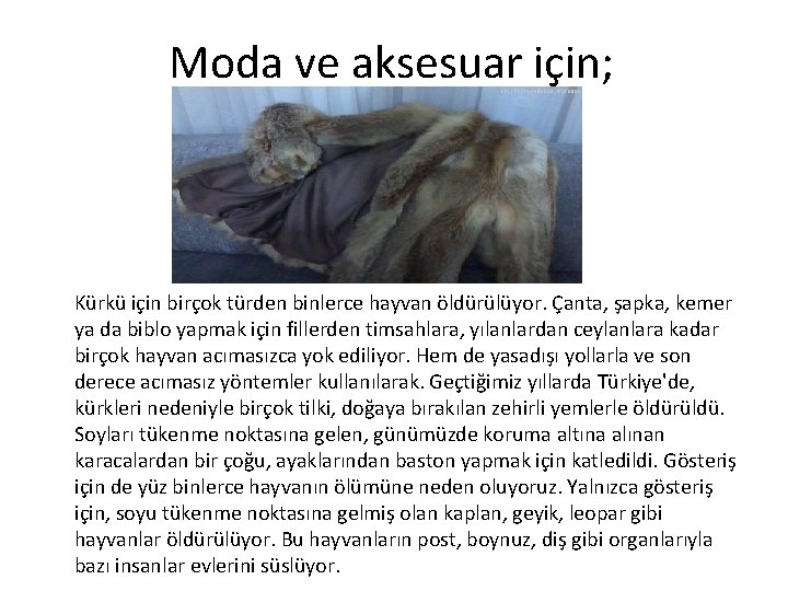 Moda ve aksesuar için; Kürkü için birçok türden binlerce hayvan öldürülüyor. Çanta, şapka, kemer