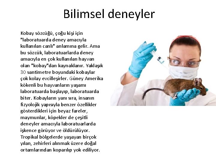 Bilimsel deneyler Kobay sözcüğü, çoğu kişi için "laboratuarda deney amacıyla kullanılan canlı" anlamına gelir.