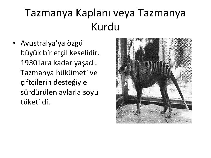 Tazmanya Kaplanı veya Tazmanya Kurdu • Avustralya’ya özgü büyük bir etçil keselidir. 1930'lara kadar