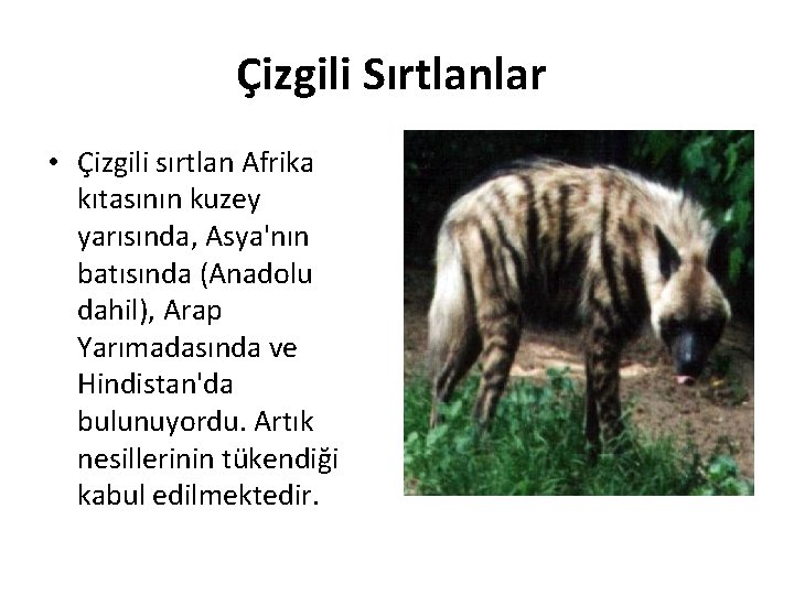 Çizgili Sırtlanlar • Çizgili sırtlan Afrika kıtasının kuzey yarısında, Asya'nın batısında (Anadolu dahil), Arap