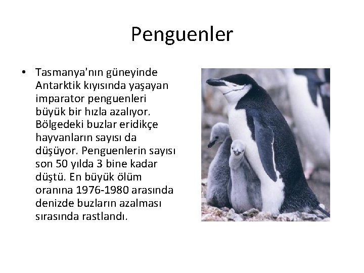 Penguenler • Tasmanya'nın güneyinde Antarktik kıyısında yaşayan imparator penguenleri büyük bir hızla azalıyor. Bölgedeki