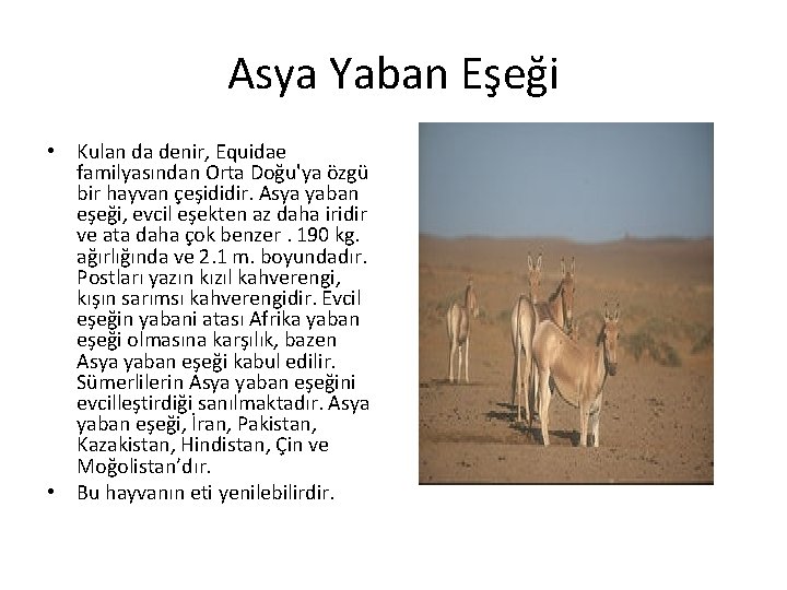 Asya Yaban Eşeği • Kulan da denir, Equidae familyasından Orta Doğu'ya özgü bir hayvan
