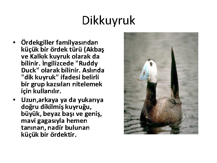 Dikkuyruk • Ördekgiller familyasından küçük bir ördek türü (Akbaş ve Kalkık kuyruk olarak da