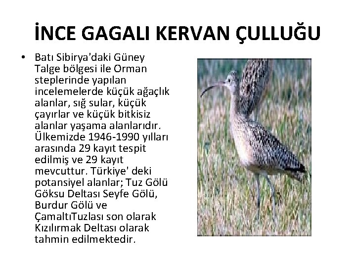 İNCE GAGALI KERVAN ÇULLUĞU • Batı Sibirya'daki Güney Talge bölgesi ile Orman steplerinde yapılan