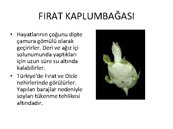 FIRAT KAPLUMBAĞASI • Hayatlarının çoğunu dipte çamura gömülü olarak geçirirler. Deri ve ağız içi