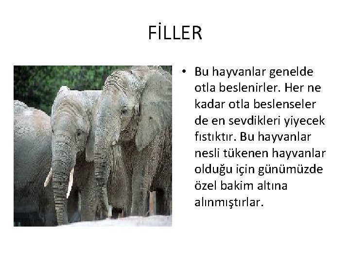 FİLLER • Bu hayvanlar genelde otla beslenirler. Her ne kadar otla beslenseler de en