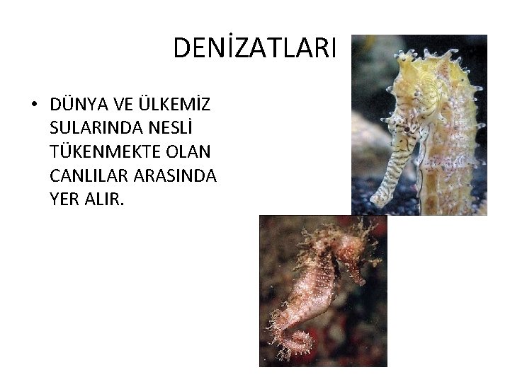 DENİZATLARI • DÜNYA VE ÜLKEMİZ SULARINDA NESLİ TÜKENMEKTE OLAN CANLILAR ARASINDA YER ALIR. 