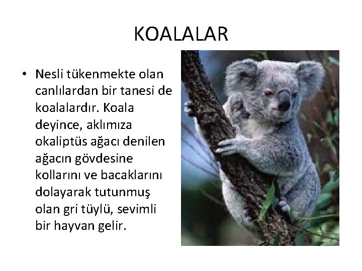 KOALALAR • Nesli tükenmekte olan canlılardan bir tanesi de koalalardır. Koala deyince, aklımıza okaliptüs