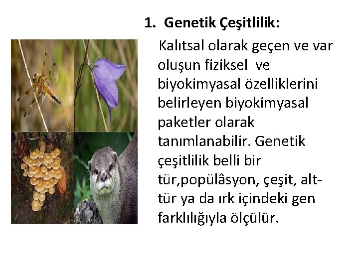 1. Genetik Çeşitlilik: Kalıtsal olarak geçen ve var oluşun fiziksel ve biyokimyasal özelliklerini belirleyen