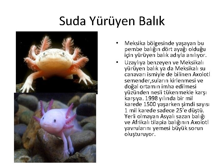 Suda Yürüyen Balık • Meksika bölgesinde yaşayan bu pembe balığın dört ayağı olduğu için