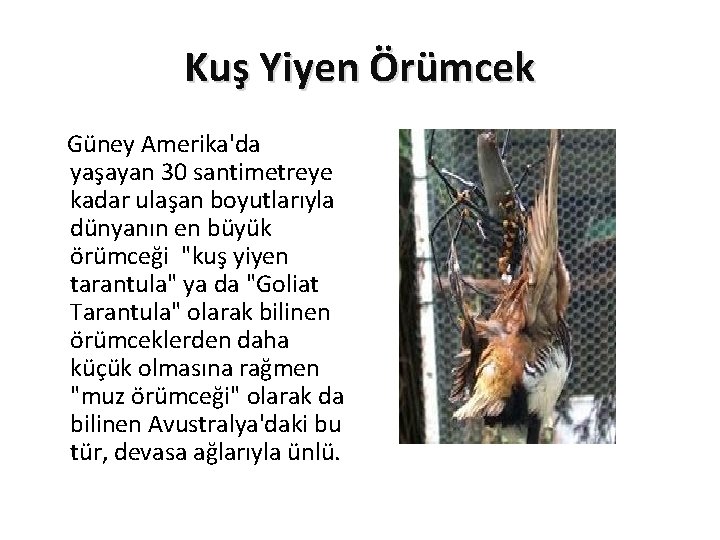 Kuş Yiyen Örümcek Güney Amerika'da yaşayan 30 santimetreye kadar ulaşan boyutlarıyla dünyanın en büyük