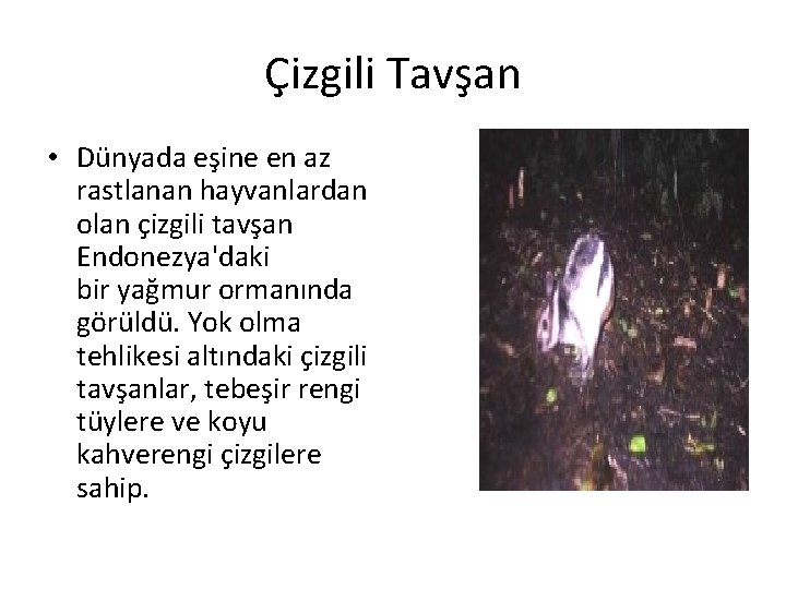 Çizgili Tavşan • Dünyada eşine en az rastlanan hayvanlardan olan çizgili tavşan Endonezya'daki bir