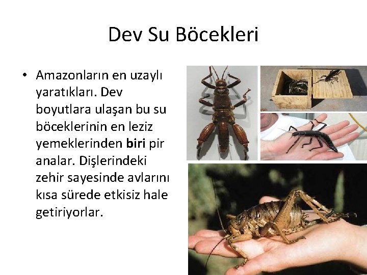 Dev Su Böcekleri • Amazonların en uzaylı yaratıkları. Dev boyutlara ulaşan bu su böceklerinin