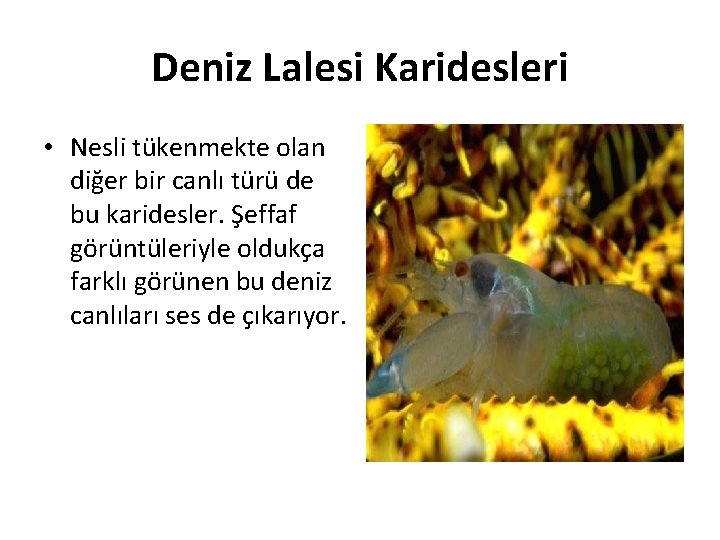 Deniz Lalesi Karidesleri • Nesli tükenmekte olan diğer bir canlı türü de bu karidesler.