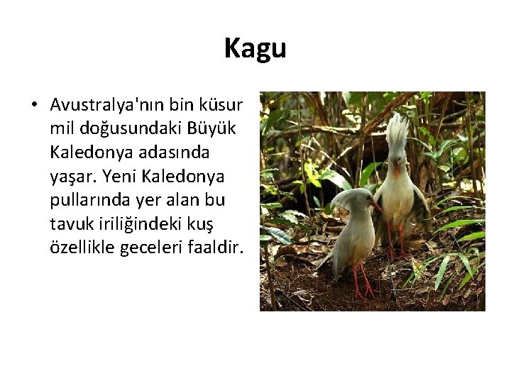 Kagu • Avustralya'nın bin küsur mil doğusundaki Büyük Kaledonya adasında yaşar. Yeni Kaledonya pullarında