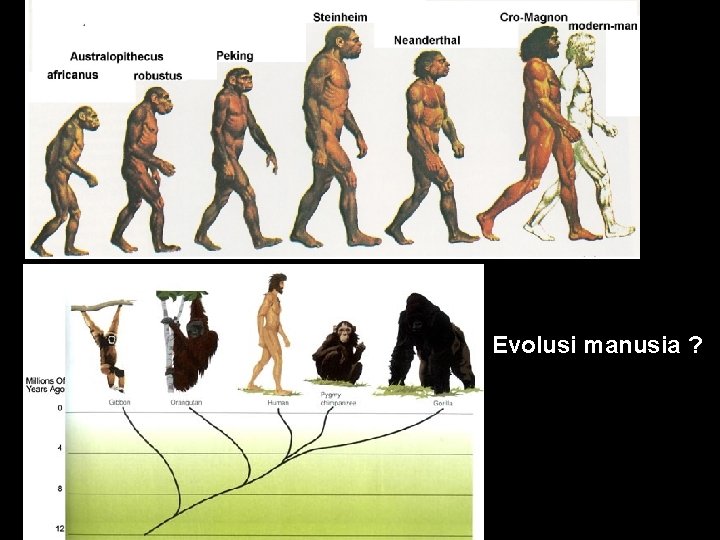 Evolusi manusia ? 