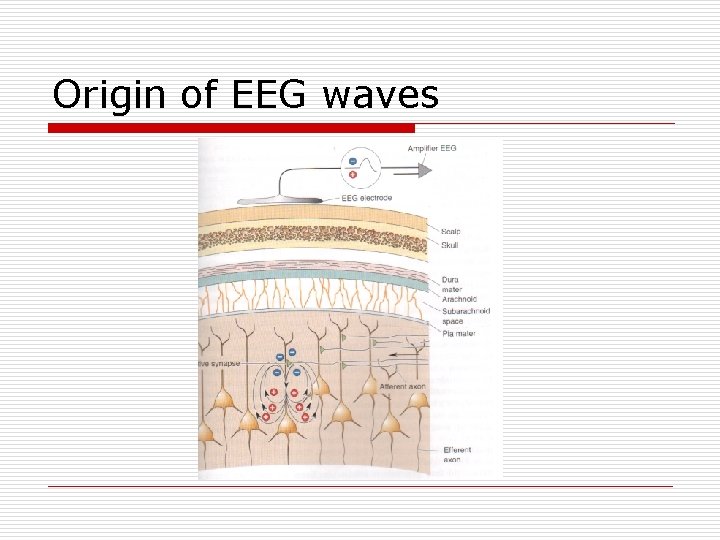 Origin of EEG waves 