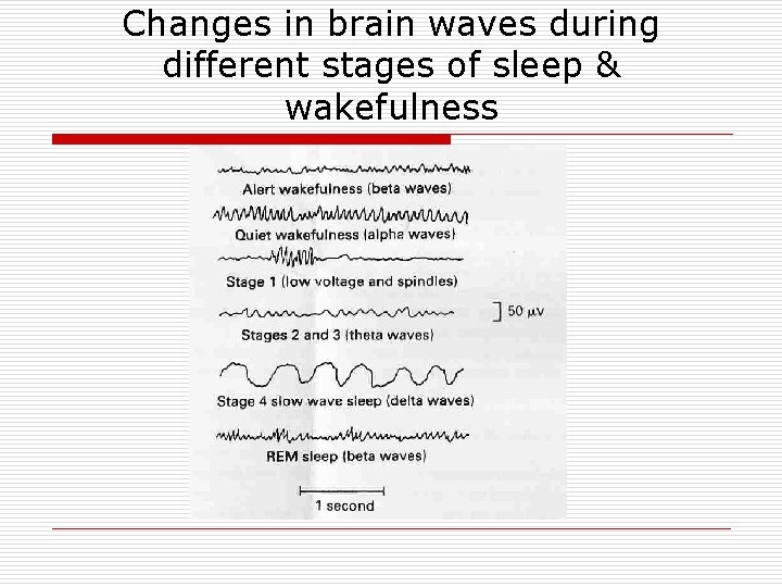 Changes in brain waves during different stages of sleep & wakefulness 