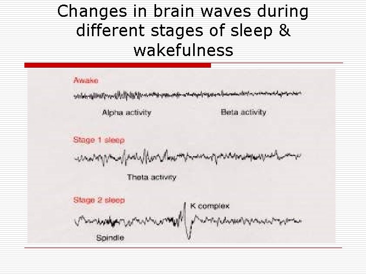 Changes in brain waves during different stages of sleep & wakefulness 